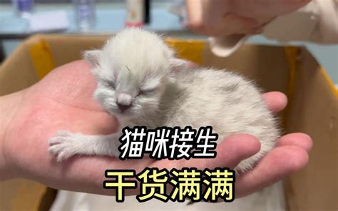 猫在家生孩子|自己在家怎么给猫接生？猫咪生产步骤与新生猫潜在隐患讲解